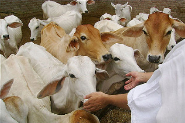 Gau Seva at Narayani Dham
